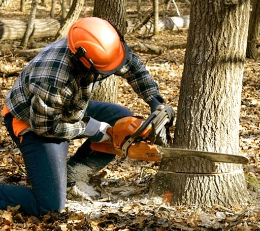 Tree Removal in Woodworth, LA